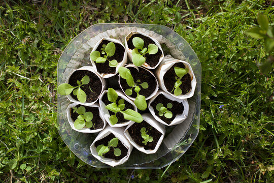Spring gardening