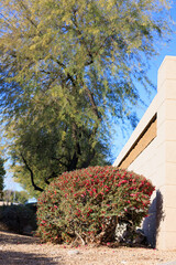 Desert style xeriscaping of city roadsides with striking red Eremophila maculata also known as...