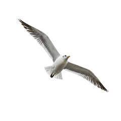Fototapeta premium Free Flying Seagull on Transparent Background. PNG
