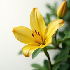 Obraz premium Isolated Butea monosperma on white background with soft focus, isolated, blur, floral