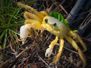 Close-up of a yellow crab in a natural setting, on grass.