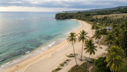 Obraz premium Overhead shot of a sandy beach with palm trees and calm ocean waters, clear water, sunny day, tree, natural scenery