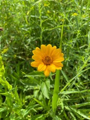 Isolated yellow flower against a green brackground