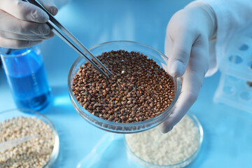GMO concept. Scientist holding petri dish with buckwheat and tweezers in laboratory, closeup