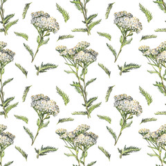 Seamless pattern watercolor yarrow on white background. Flower milfoil for card wedding invite. Creative summer or spring art for wallpaper or wrapping. Design hand-drawn element for sketchbook © NatashaKun