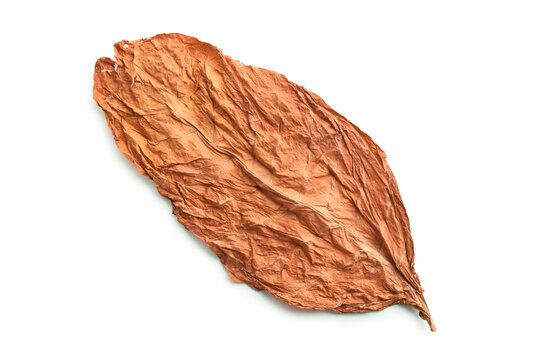 Dried tobacco leaf isolated on white, top view
