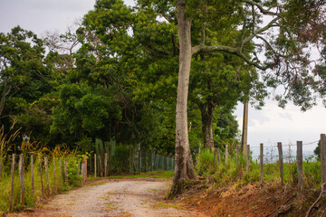 A rural road surrounded by dense vegetation and wooden fence posts marking property lines between farms and estates. The scene shows a peaceful countryside atmosphere.