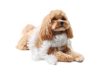 Cute dog with shiny tinsel on white background