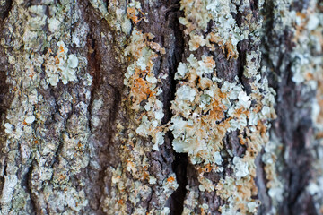Close-up of lichen growing on rough bark of a pine tree