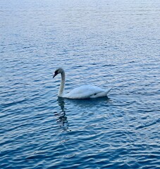 swan on the lake