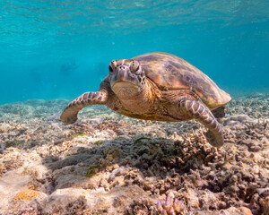 Swimming with turtles on the Great Barrier Reef in the Whitsundays
