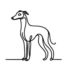 Fototapeta premium Whippet dog continuous line art drawing illustration 
