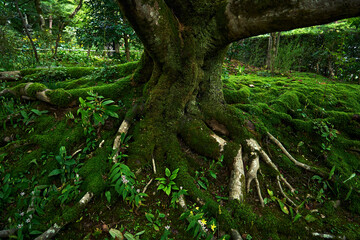 Tree roots spread on the ground.