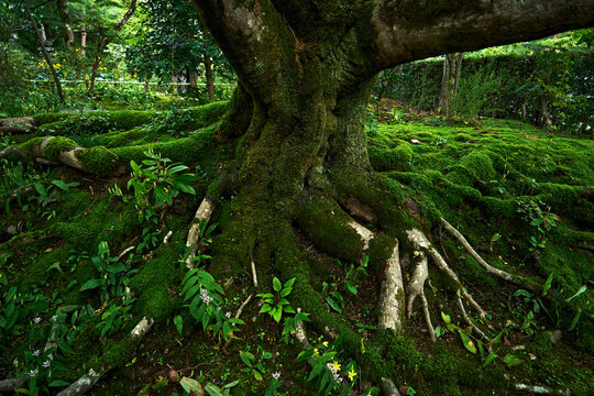 Tree roots spread on the ground.