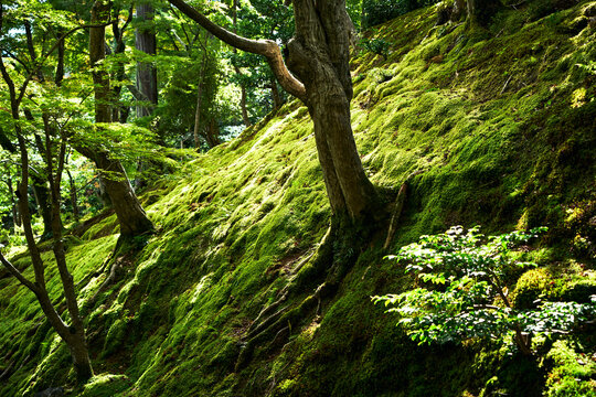Trees in a quiet garden.