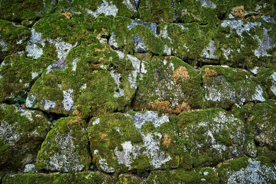 Moss grows on a wall.