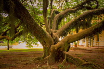 Close-up of a large tree trunk with sprawling branches and roots, surrounded by greenery.