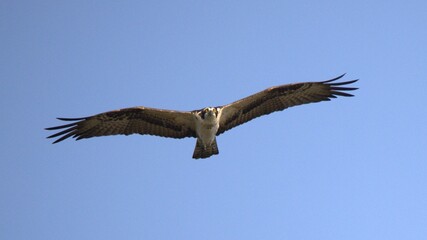 A osprey eagle in fly
