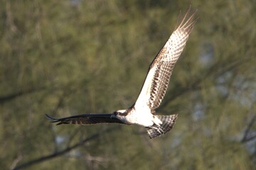 A osprey eagle in fly