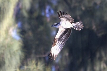 A osprey eagle in fly