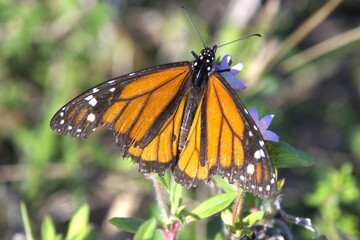 butterfly on flower