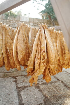 Dried tabaсco leaves