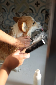 Foxy dog standing in shower cabin being washed by its owner 