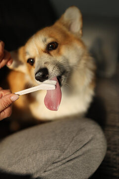 Foxy dog licking toothpaste off brush held by its owner