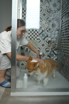 Smiling woman in eyeglasses washing her corgi's back in shower