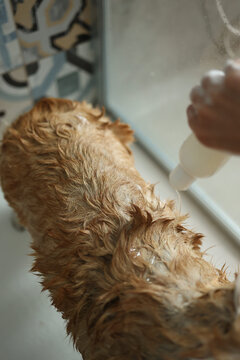 Cropped shot of dog's back shampooed by pet owner in shower