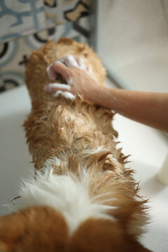Cropped photo of red and white dog being washed by its owner