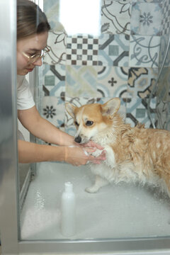 Young woman in eyeglasses washing corgi's paws with shampoo in shower