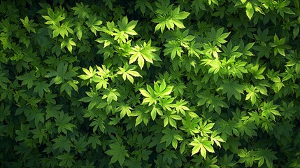 Lush green foliage, sunlight dappled, natural texture, background for design