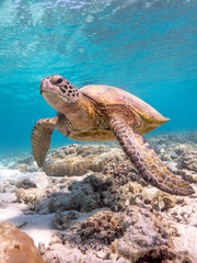 Swimming with turtles on the Great Barrier Reef in the Whitsundays