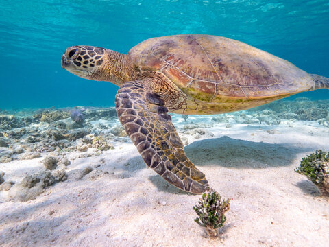 Swimming with turtles on the Great Barrier Reef in the Whitsundays