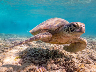 Fototapeta premium Swimming with turtles on the Great Barrier Reef in the Whitsundays