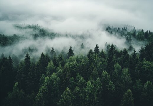 Misty mountain forest, aerial view of evergreen trees shrouded in fog. - Powered by Adobe