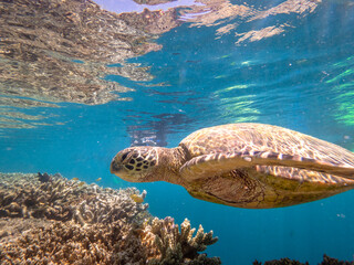Swimming with turtles on the Great Barrier Reef in the Whitsundays © Mark