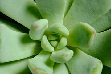 Closeup of Echeveria pachyveria belle blue leaf petals succulent plant, beautiful flower in green...
