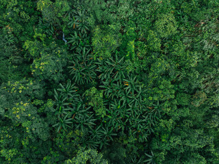 Aerial view of beautiful tropical forest mountain landscape in summer