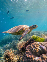 Swimming with turtles on the Great Barrier Reef in the Whitsundays