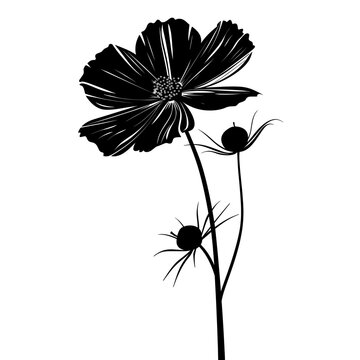 recommend clip art: Cosmos flower silhouette art illustration vector