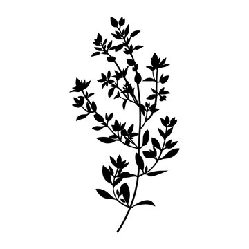 black thyme plant silhouette on white clip art preview