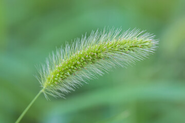 green bristlegrass