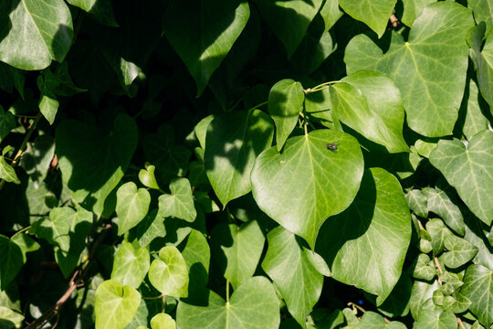 Single fly resting on a swath of heart shaped leaves