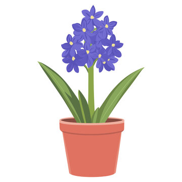 purple hyacinth flower in terracotta pot clip art preview