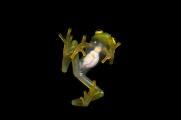 Glass Frog on Display