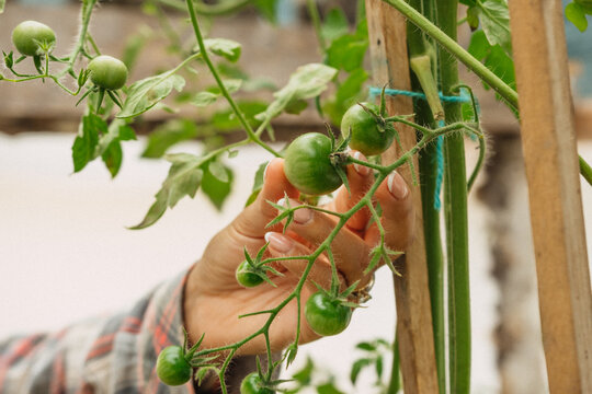 Close up woman farmer with organic vegetables plants in a greenhouse