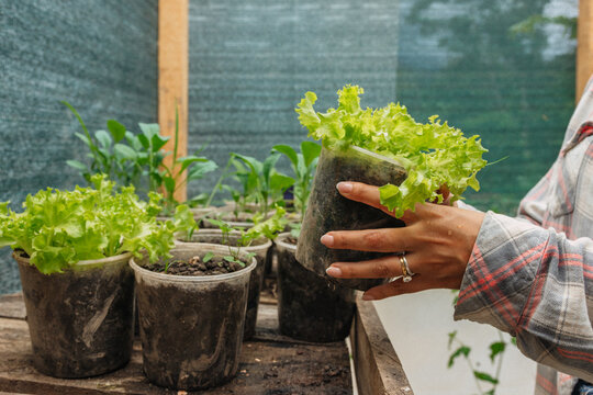 Close up woman farmer with organic lettuce plants in a greenhouse