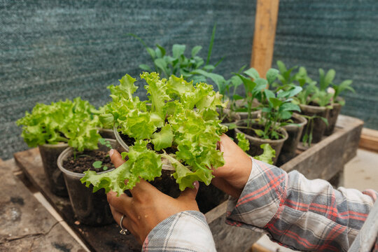 Close up woman farmer with organic vegetable plants in a greenhouse